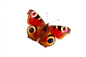 In der griechischen und römischen Mythologie aber auch bei den Schamanen gilt der Schmetterling als Botschafter aus dem Jenseits.