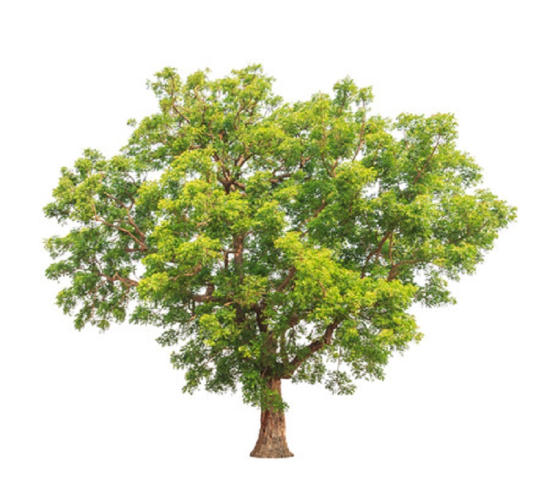 Neemöl wird in Indien wegen seiner vielfältigen Anwendungsmöglichkeiten auch "Dorfapotheke" genannt. Der Neembaum ist auch bekannt als Paradiesbaum!